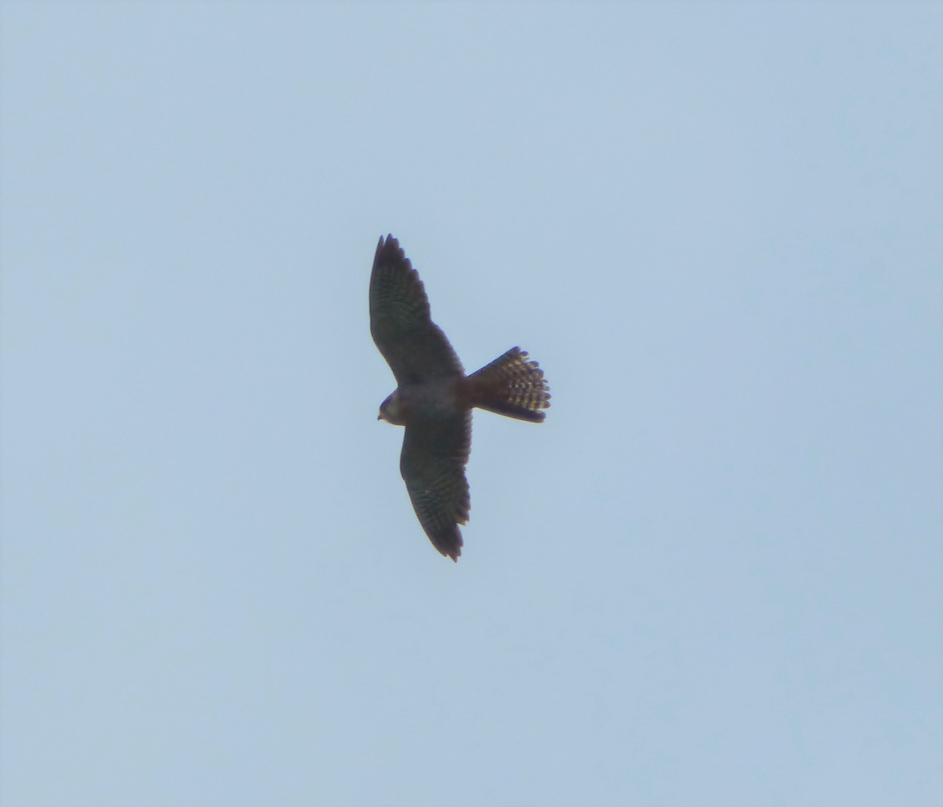 Falchi cuculi (Falco vespertinus),  maschio e femmina